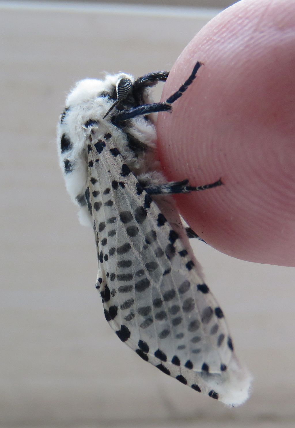   Leopard Moth  